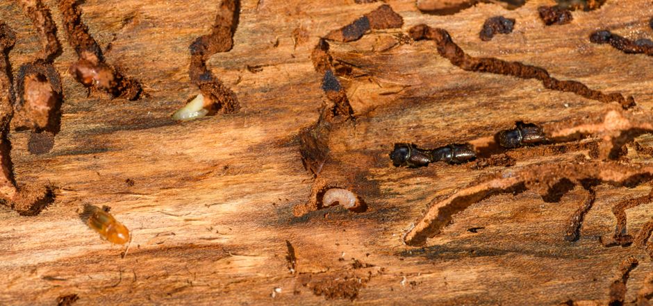 Targeted Termite Treatments