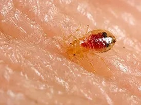Thorough Bed Bug Inspection