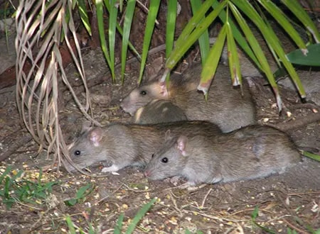 Comprehensive Rodent Inspection