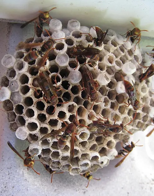 Safe Wasp Nest Removal