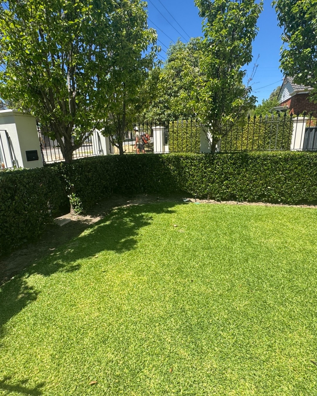 Hedge Trimming