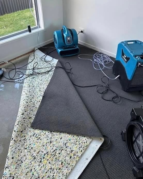 Expert Carpet Drying