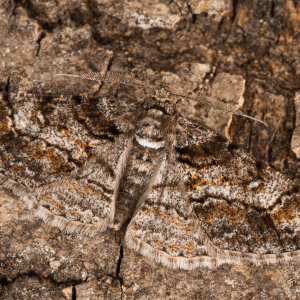 Eliminate carpet moths