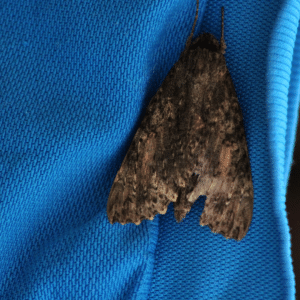 carpets moth