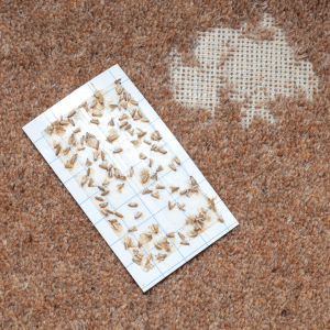 get rid of carpet moths