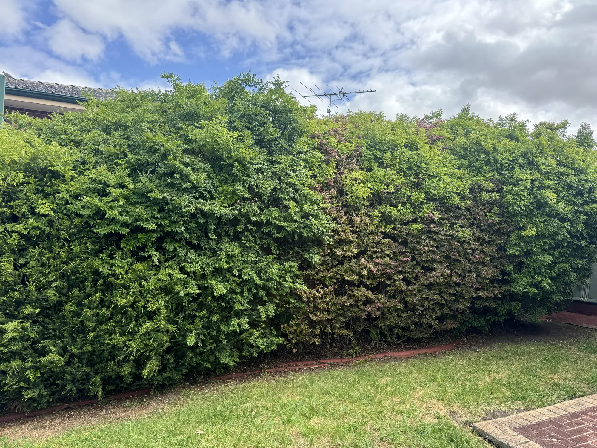 Pruning Shrubs and Small Trees