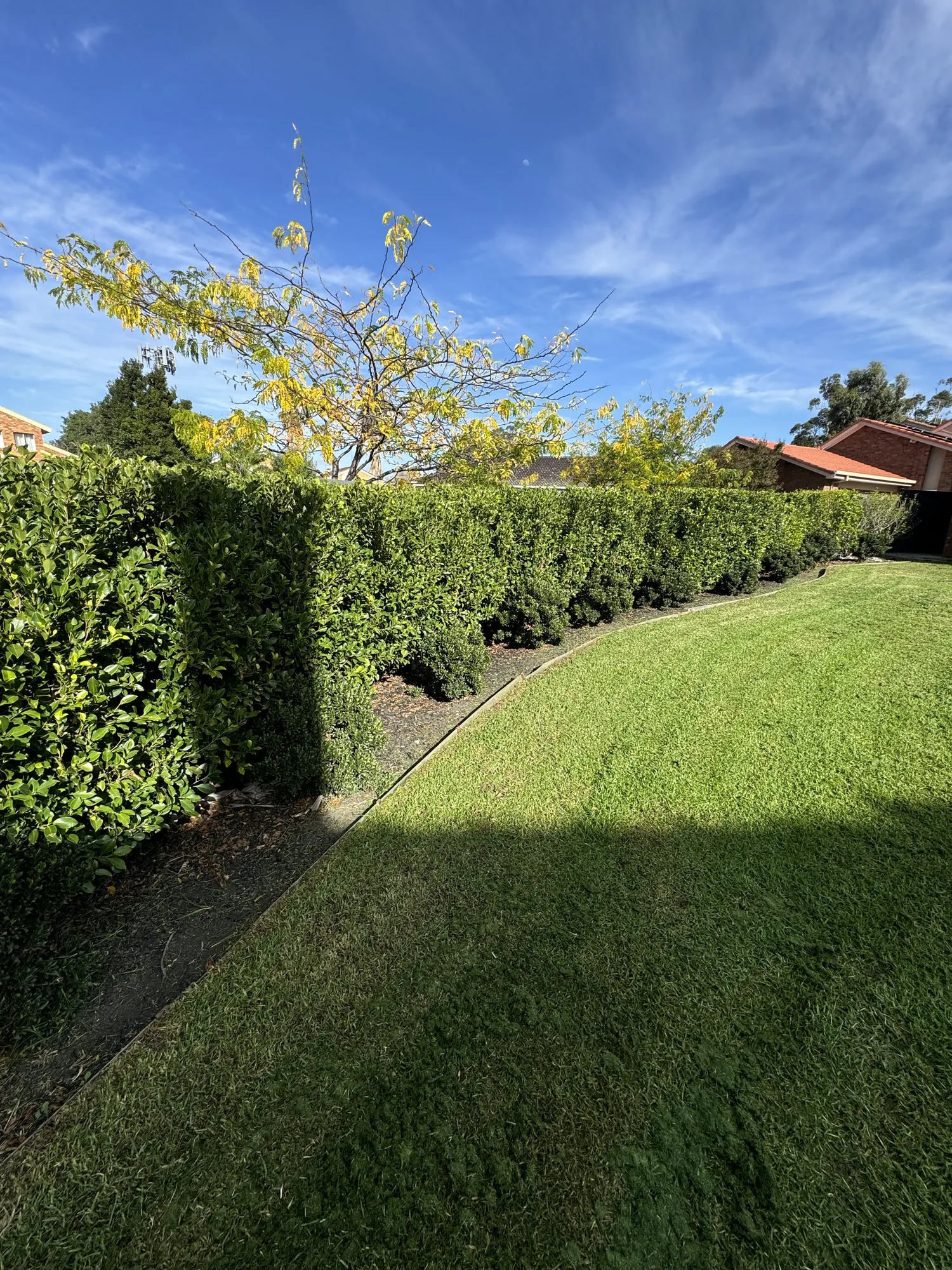 Hedge Trimming Service