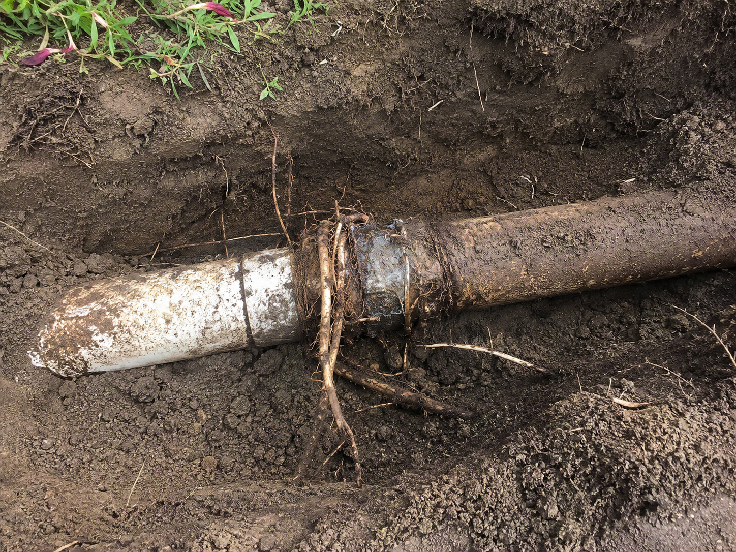 tree root intrusion in a perth drain pipe joint